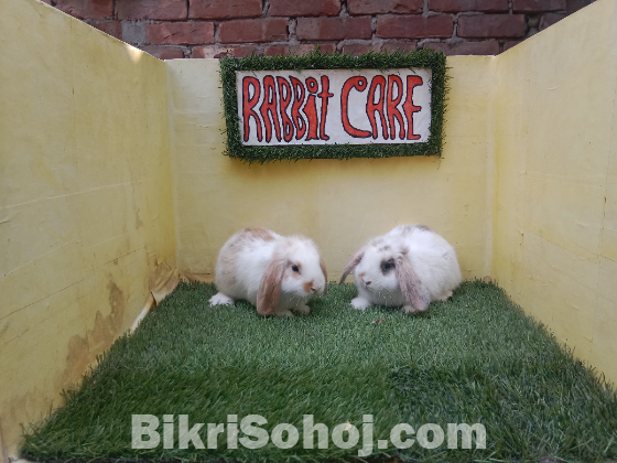 Holland lop/বিদেশি খরগোশ